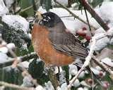 Bird Feeders Canada images Bird Feeders Canada images
