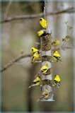 Bird Feeders Canada photos