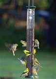 images of Wild Bird Feeder