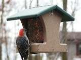 pictures of Bird Feeders Canada