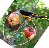 photos of Oriole Bird Feeder