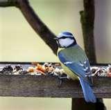 Wild Bird Feeder pictures Wild Bird Feeder pictures