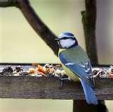 Wild Bird Feeder pictures