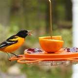 Oriole Bird Feeder photos