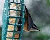 Bird Feeders Canada pictures