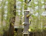 Tube Bird Feeder photos Tube Bird Feeder photos