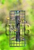 photos of Bird Cage Feeders