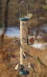 pictures of Tube Bird Feeder pictures of Tube Bird Feeder