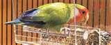 Bird Cage Feeders photos Bird Cage Feeders photos