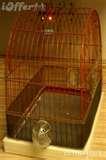 Bird Cage Feeders Bird Cage Feeders