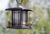 images of Hopper Bird Feeder