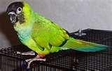 Bird Cage Feeders Bird Cage Feeders