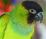 Bird Cage Feeders Bird Cage Feeders