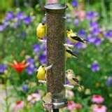 photos of Tube Bird Feeders