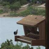 images of Bird Feeder Plans Free