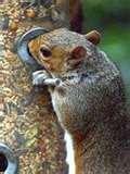 images of Bird Feeder Seed