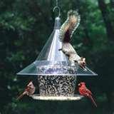 photos of Squirrel Bird Feeder photos of Squirrel Bird Feeder