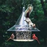 photos of Squirrel Bird Feeder