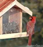 pictures of Cardinal Bird Feeders