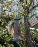 pictures of Squirrel Bird Feeder