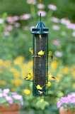 pictures of Squirrel Bird Feeder