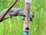 Squirrel Bird Feeder photos