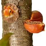 Squirrel Bird Feeder pictures Squirrel Bird Feeder pictures