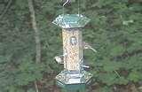 photos of Squirrel Bird Feeder photos of Squirrel Bird Feeder