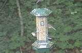 photos of Squirrel Bird Feeder