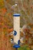 Bird Feeder Seed pictures Bird Feeder Seed pictures