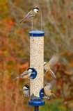 Bird Feeder Seed pictures