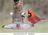 pictures of Cardinal Bird Feeders
