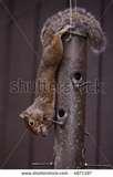 Squirrel Bird Feeder Squirrel Bird Feeder