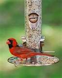 Cardinal Bird Feeders