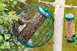 pictures of Squirrel Bird Feeder pictures of Squirrel Bird Feeder