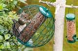 pictures of Squirrel Bird Feeder