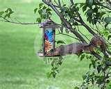 pictures of Squirrel Bird Feeder pictures of Squirrel Bird Feeder