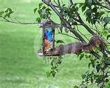 pictures of Squirrel Bird Feeder