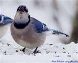 Bird Feeder Seed images Bird Feeder Seed images