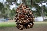 Bird Feeder Seed Bird Feeder Seed