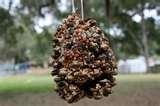 Bird Feeder Seed