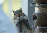 Squirrel Bird Feeder pictures