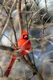 Cardinal Bird Feeders