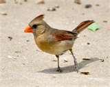 images of Bird Feeder Seed images of Bird Feeder Seed