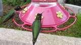 photos of Squirrel Bird Feeder photos of Squirrel Bird Feeder