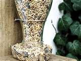 Bird Feeder Seed images