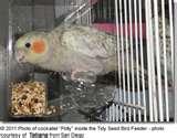 No Mess Bird Feeder pictures No Mess Bird Feeder pictures