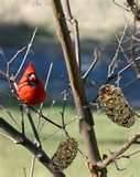 Plans For Bird Feeders photos