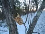 Peanut Bird Feeder photos