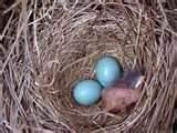 What To Feed A Baby Bird images